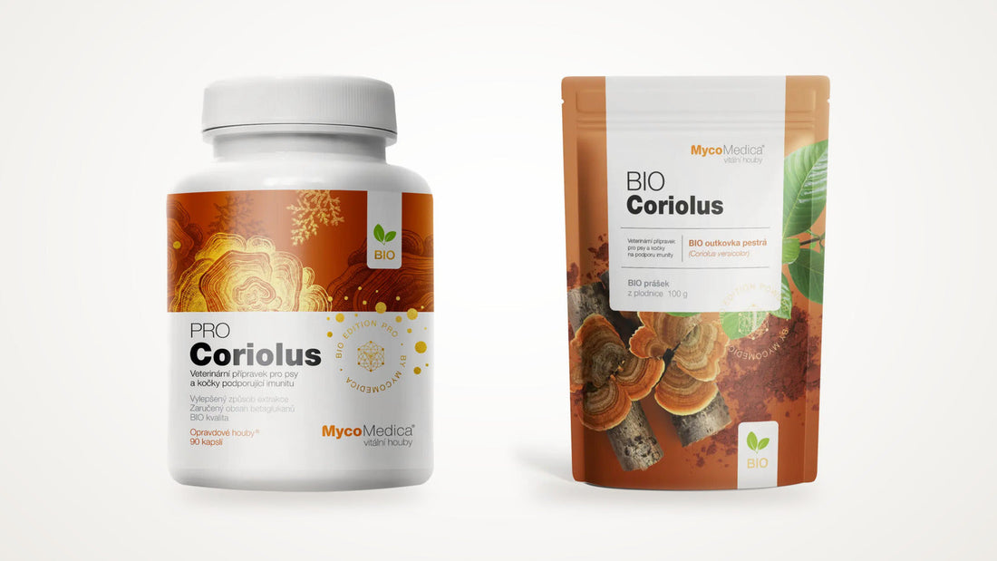 MycoMedica Coriolus PRO a Coriolus v prášku